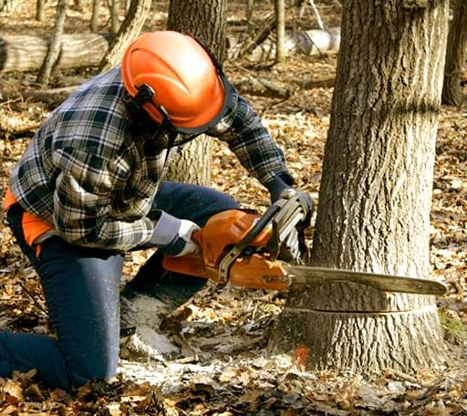 Tree Removal in Forest Hill, MD